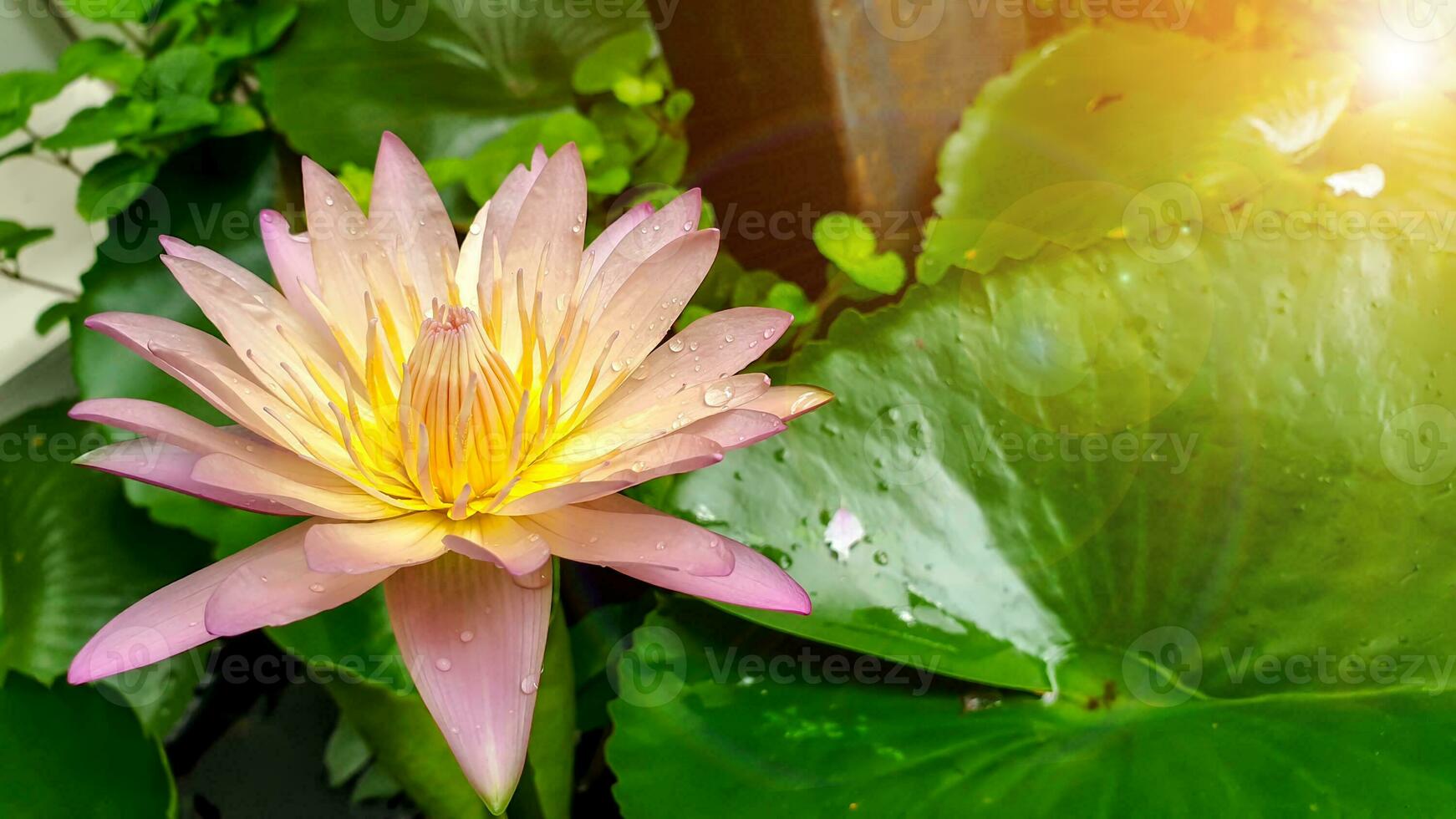fermer une magnifique rose lotus fleur épanouissement dans une jardin avec l'eau gouttelettes et soleil, lentille éclater Contexte. photo