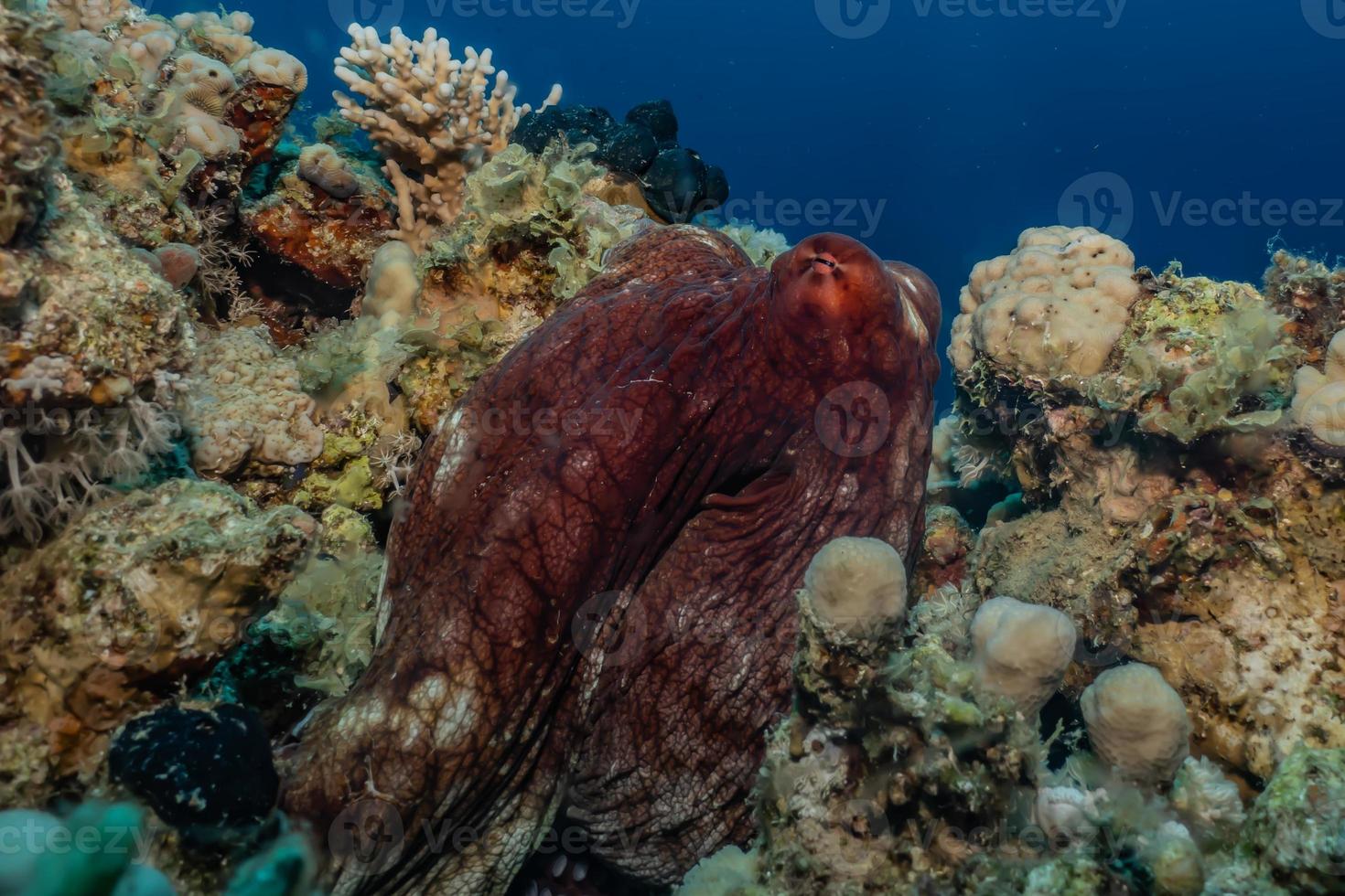 Octopus king of camouflage dans la mer rouge, eilat israël photo