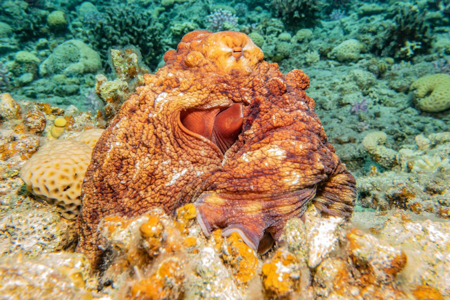 Octopus king of camouflage dans la mer rouge, eilat israël photo