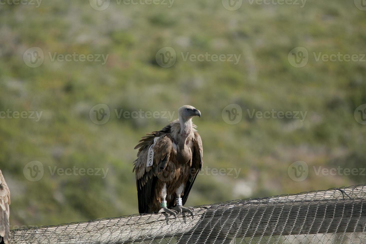 incroyable vautour d'israël, vautour de la terre sainte photo
