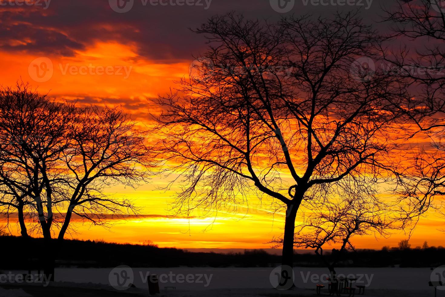 silhouette d'arbres avec ciel coucher de soleil photo