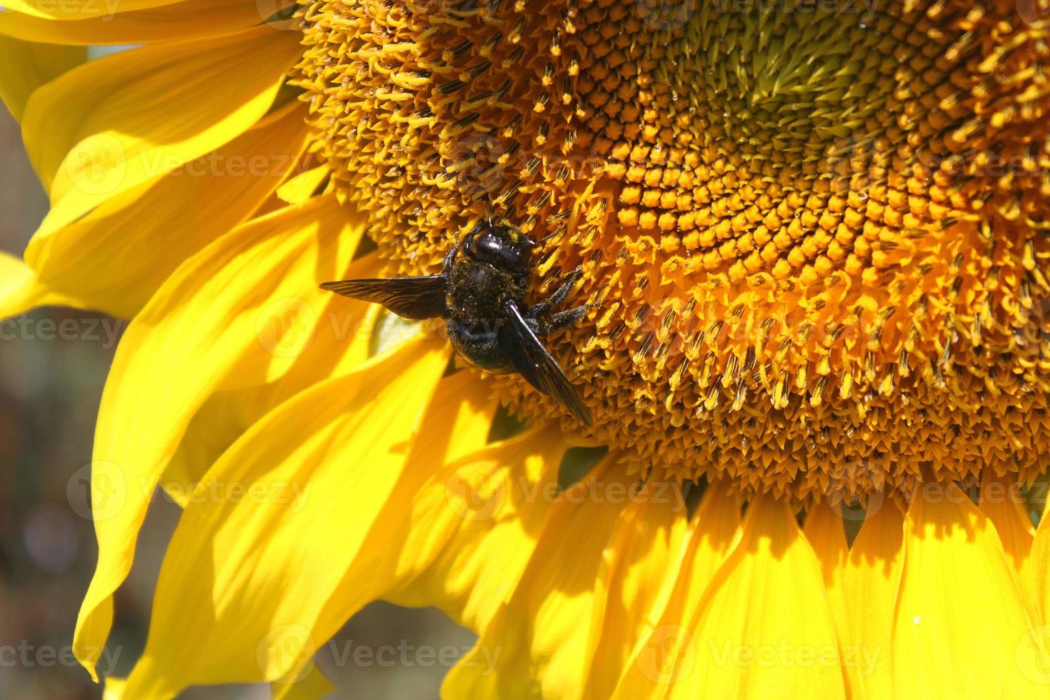 abeille sur un tournesol photo