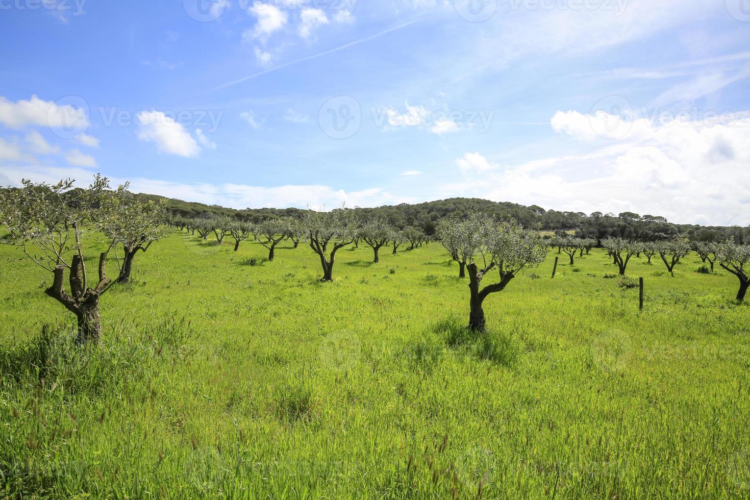 l'arrière-pays verdoyant et rural de l'île de Porquerolles photo