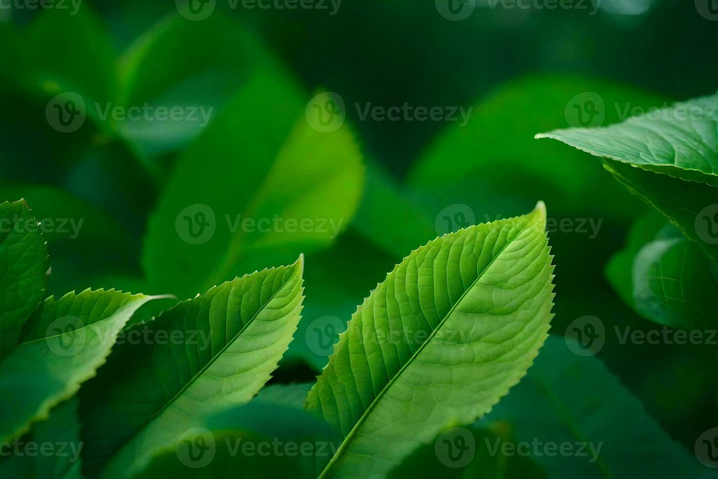 une proche en haut de vert feuilles sur une arbre. généré par ai photo