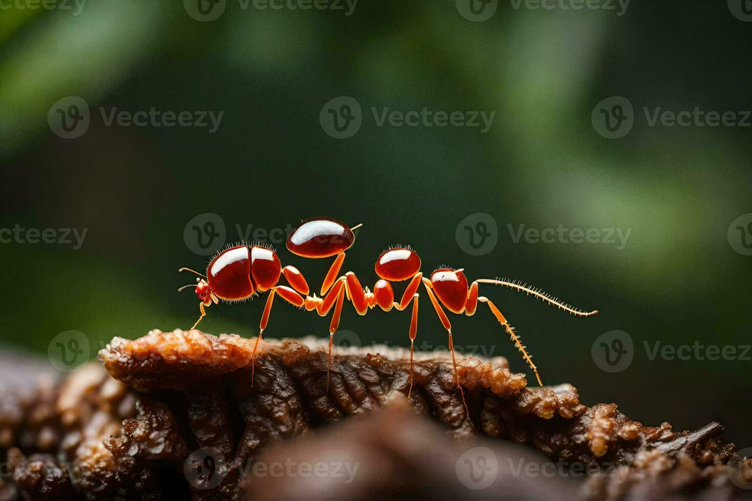 une rouge fourmi sur une arbre tronc. généré par ai photo
