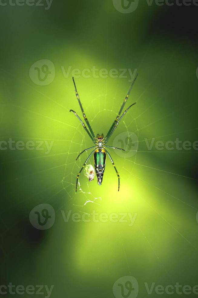 Araignée verte et jaune à longues pattes à l'état sauvage photo