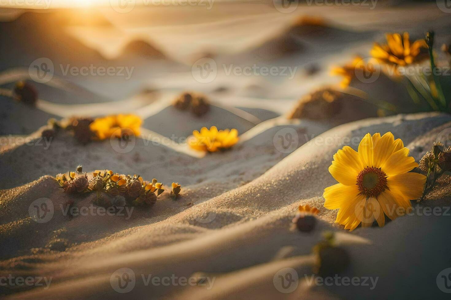 photo fond d'écran sable, le soleil, fleurs, le désert, fleurs, le désert, fleurs,. généré par ai
