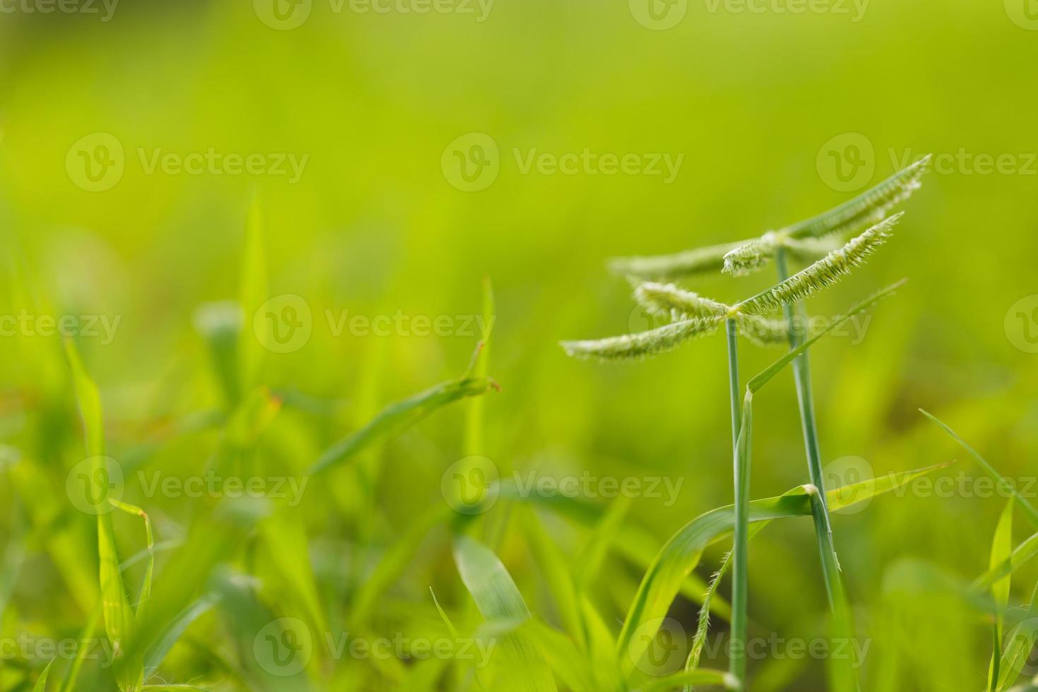 fleur d'herbe verte photo