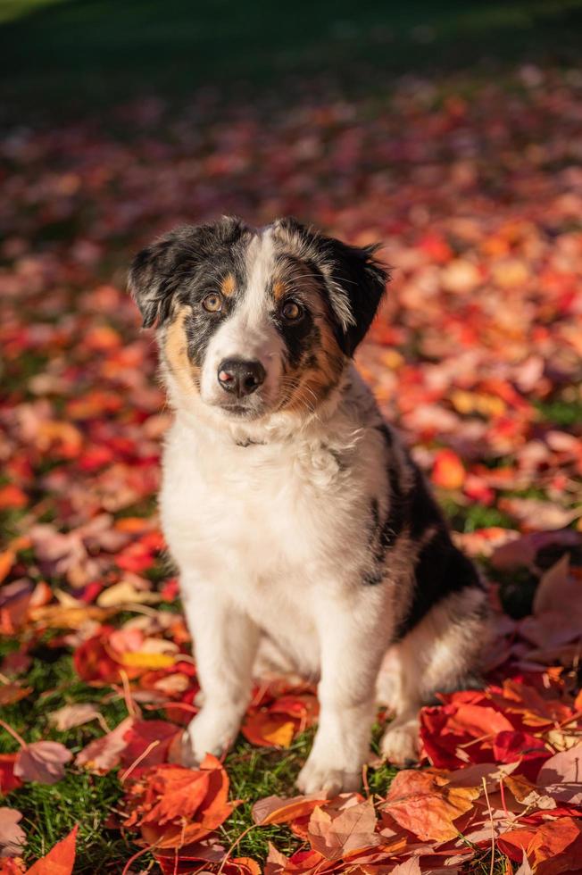 portrait en gros plan de chien de berger australien tricolore assis sur l'herbe d'un parc naturel profitant du coucher du soleil photo