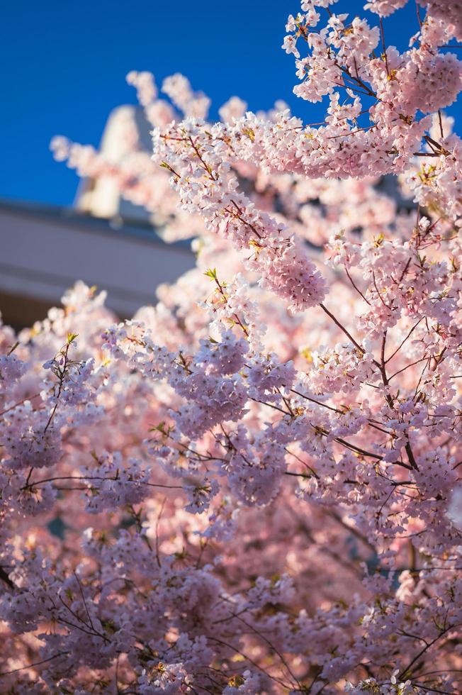 portrait de branches de cerisier au printemps par un bel après-midi ensoleillé photo