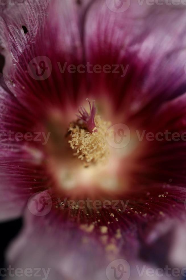 fleur pourpre fleur close up background alcea rosea famille malvacées photo