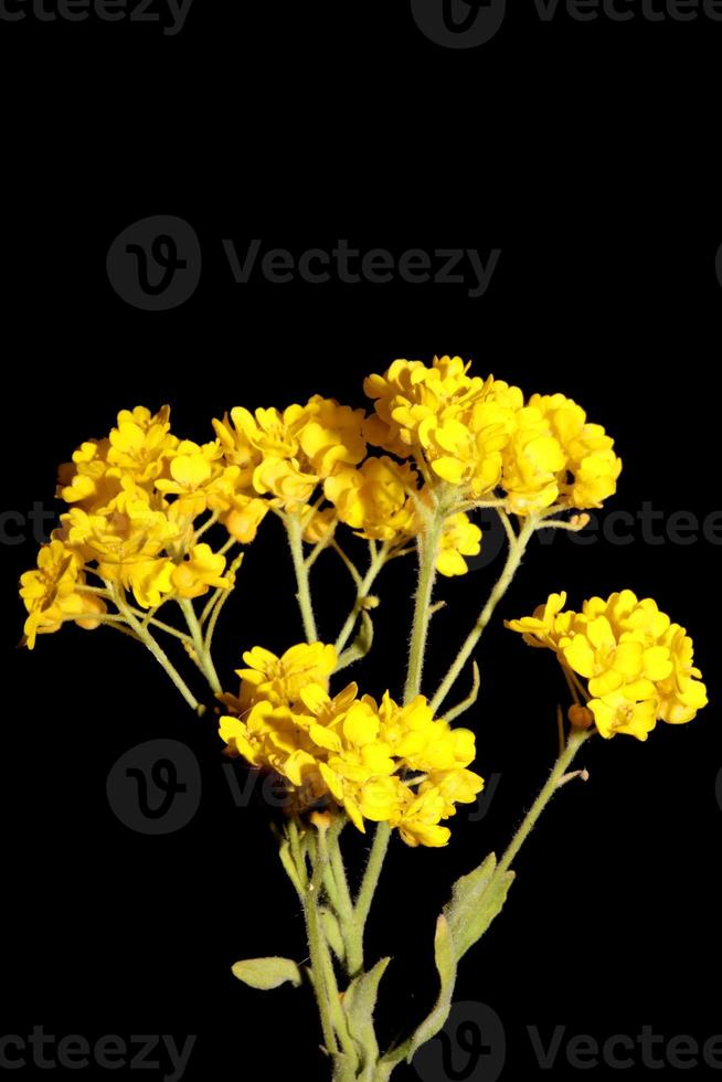 Fleur fleur macro aurinia saxatilis famille brassicaceae fond photo