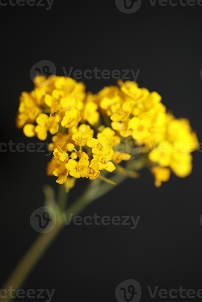 fleur fleur fond aurinia saxatilis famille brassicaceae closeu photo