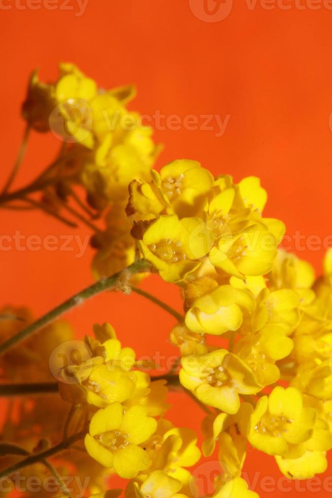 Fleur fleur macro aurinia saxatilis famille brassicaceae fond photo