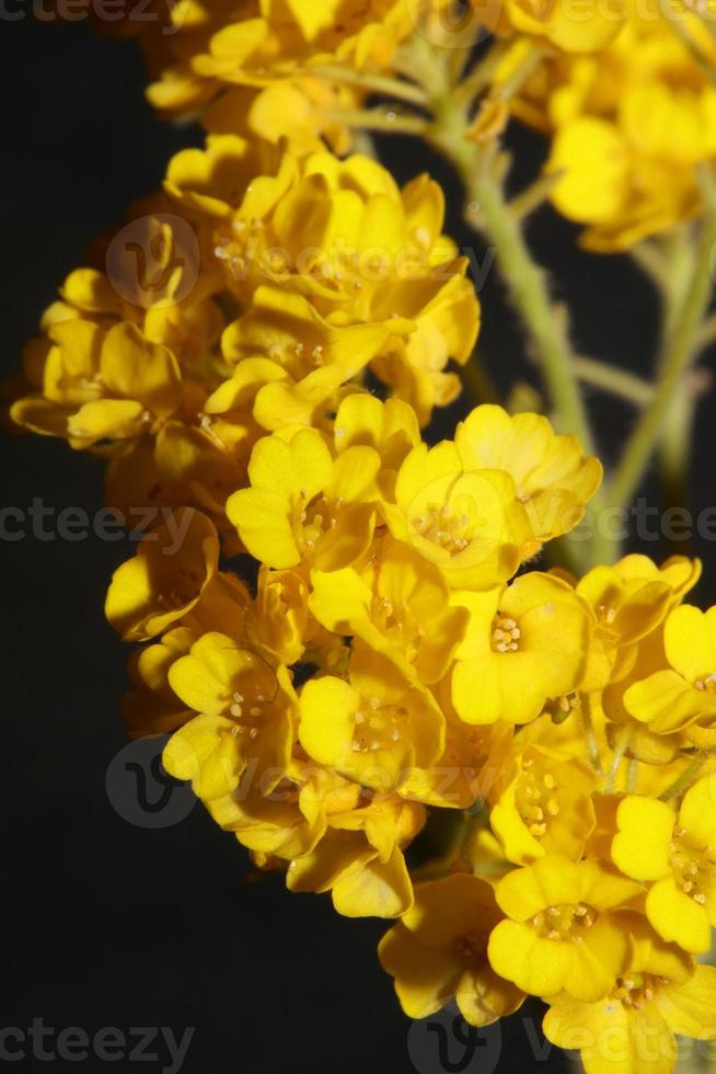 Fleur fleur macro aurinia saxatilis famille brassicaceae fond photo