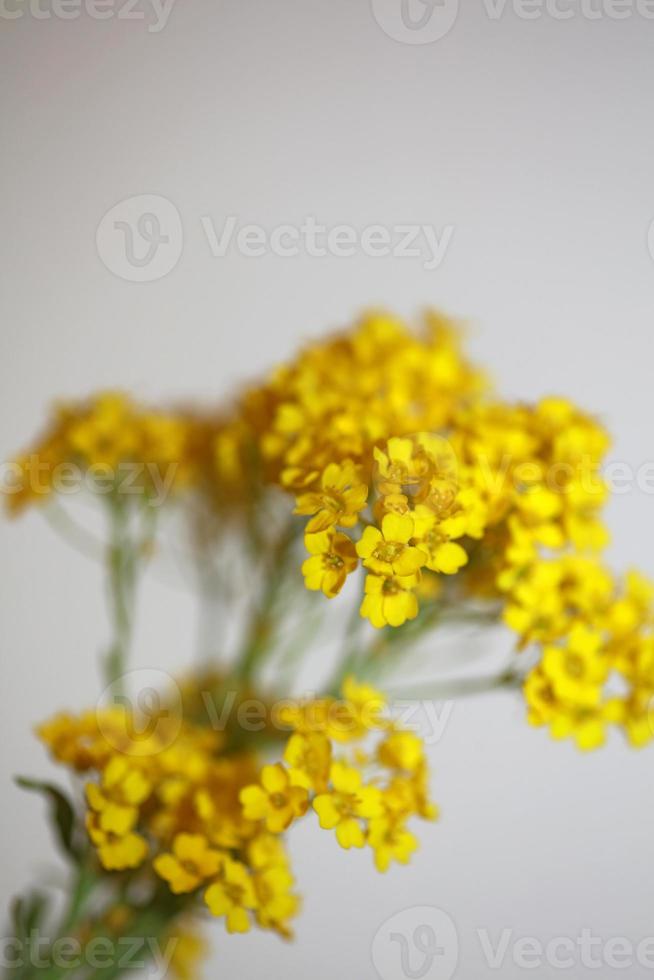 Fleur fleur macro aurinia saxatilis famille brassicaceae fond photo