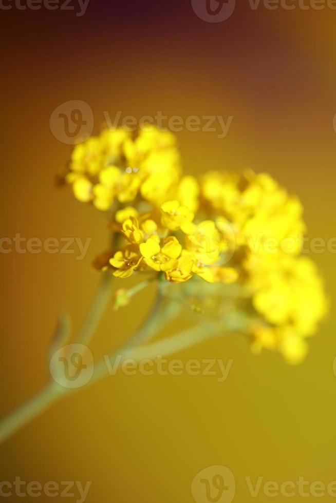 fleur fleur fond aurinia saxatilis famille brassicaceae fermer photo