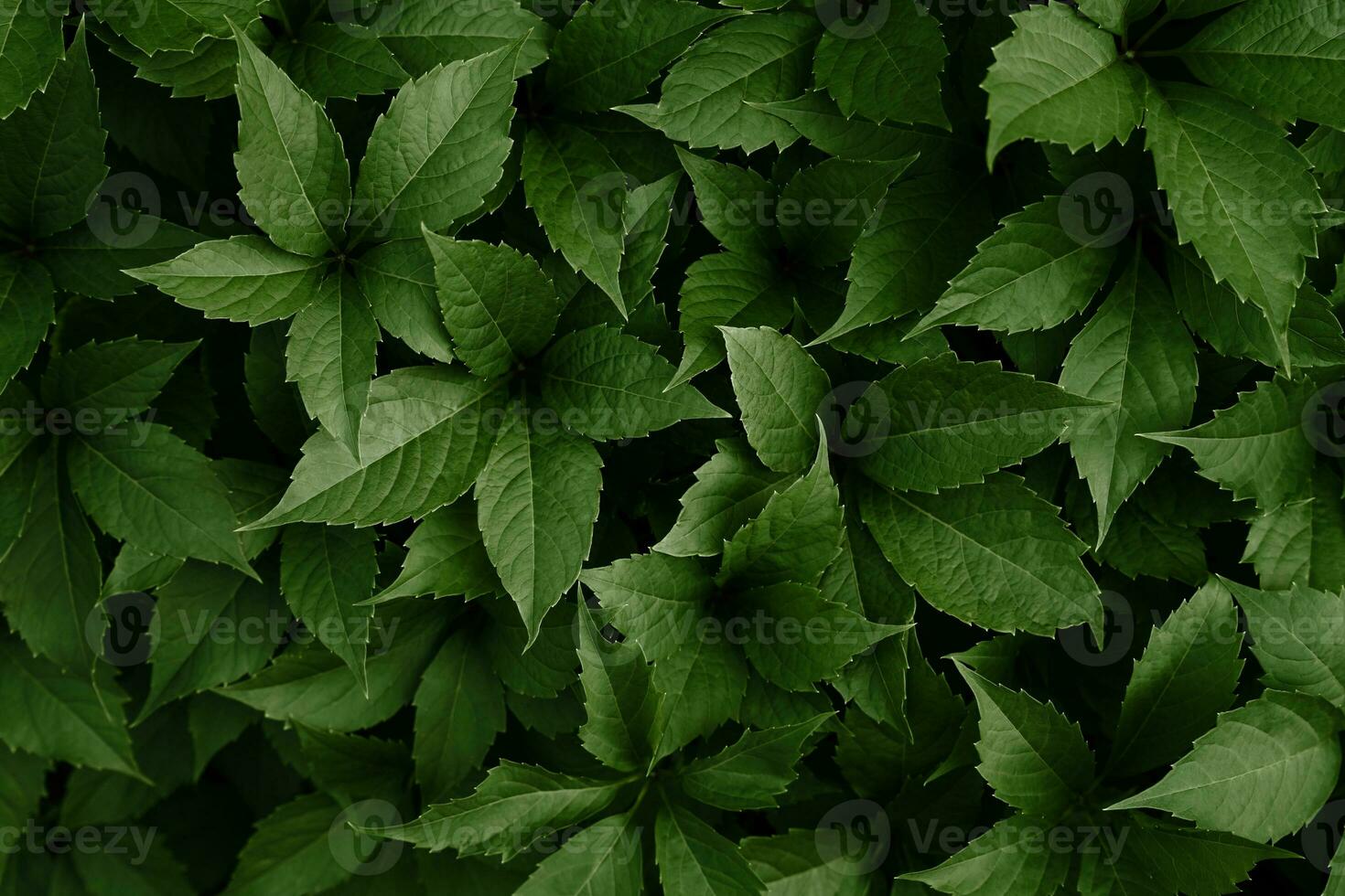 Naturel Contexte de vert feuilles. sélectif se concentrer. photo