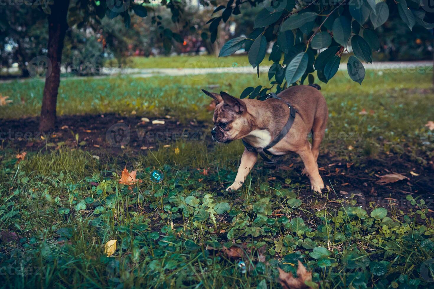 portrait de mignon chiot bouledogue français, à l'extérieur photo