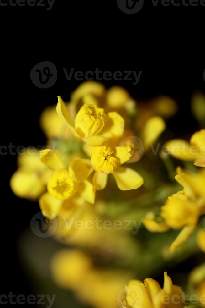 Fleur fleur berberis aquifolium famille berberidaceae close up print photo