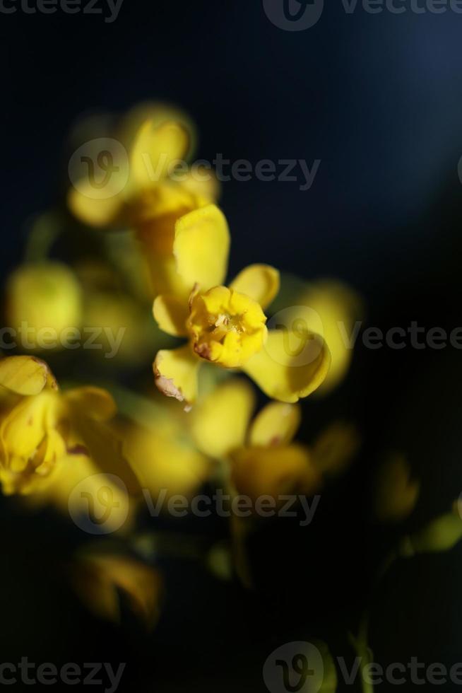 Fleur fleur berberis aquifolium famille berberidaceae macro shoot photo