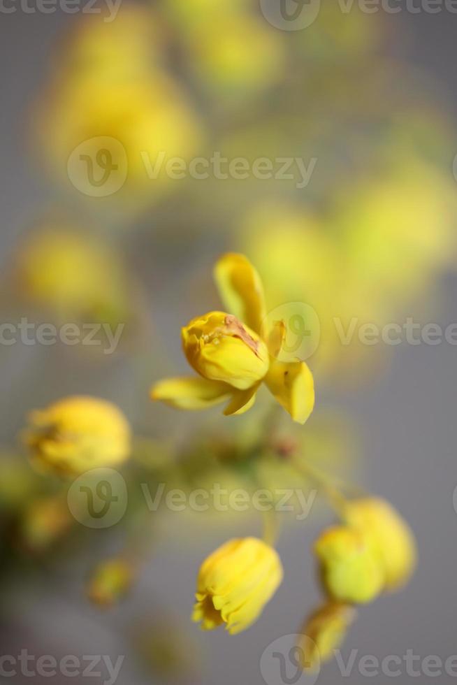 Fleur fleur berberis aquifolium famille berberidaceae macro shoot photo