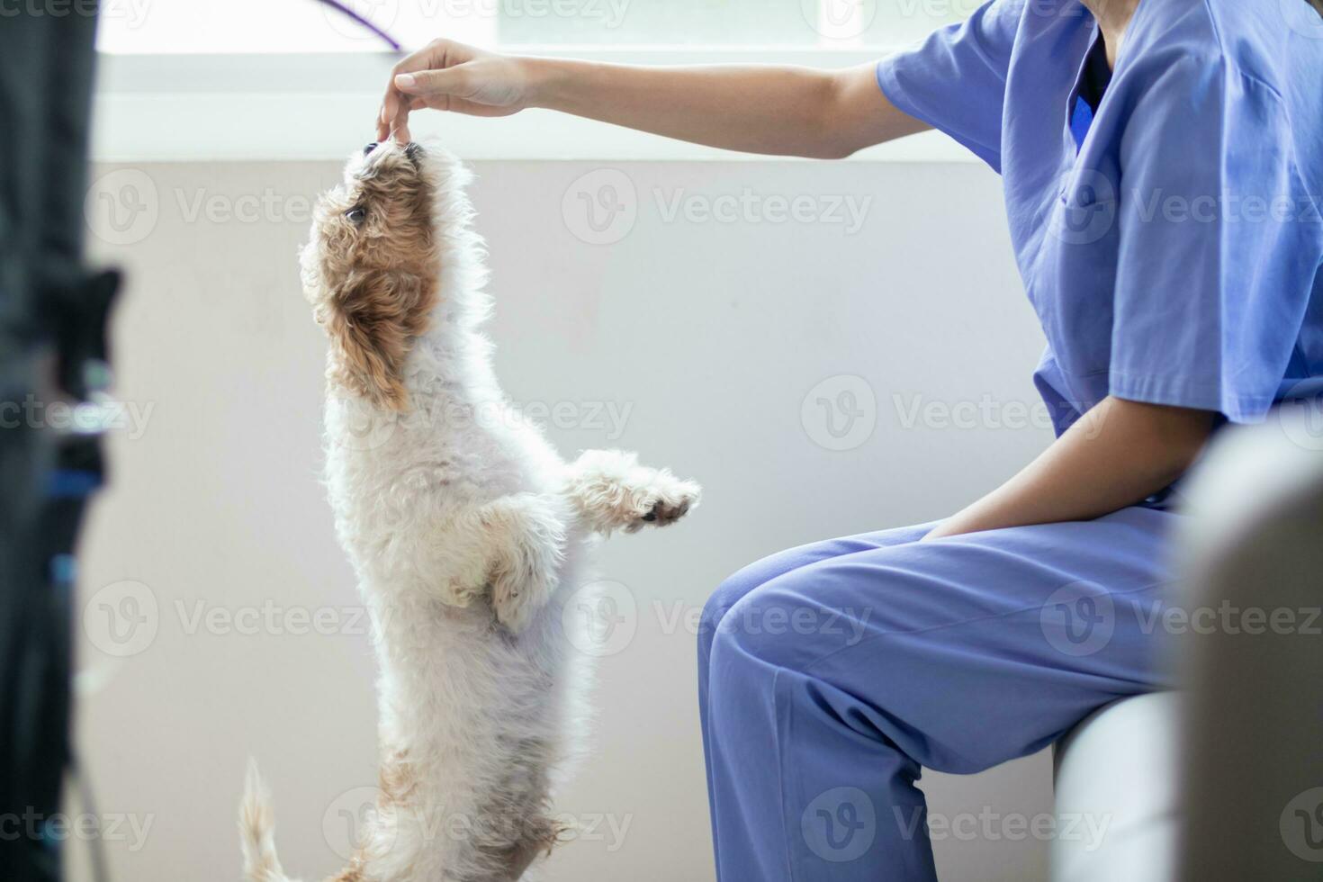 femelle vétérinaire est en jouant avec une chien pour santé chèques et chèques pour près guérison blessures avant vétérinaire effectue diagnostic et vérifier en haut avant location leur aller traiter guêpes à Accueil photo