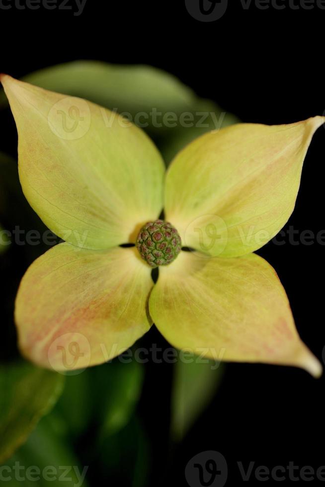 Fleur fleur close up cornus kousa famille cornaceae macro botanique photo