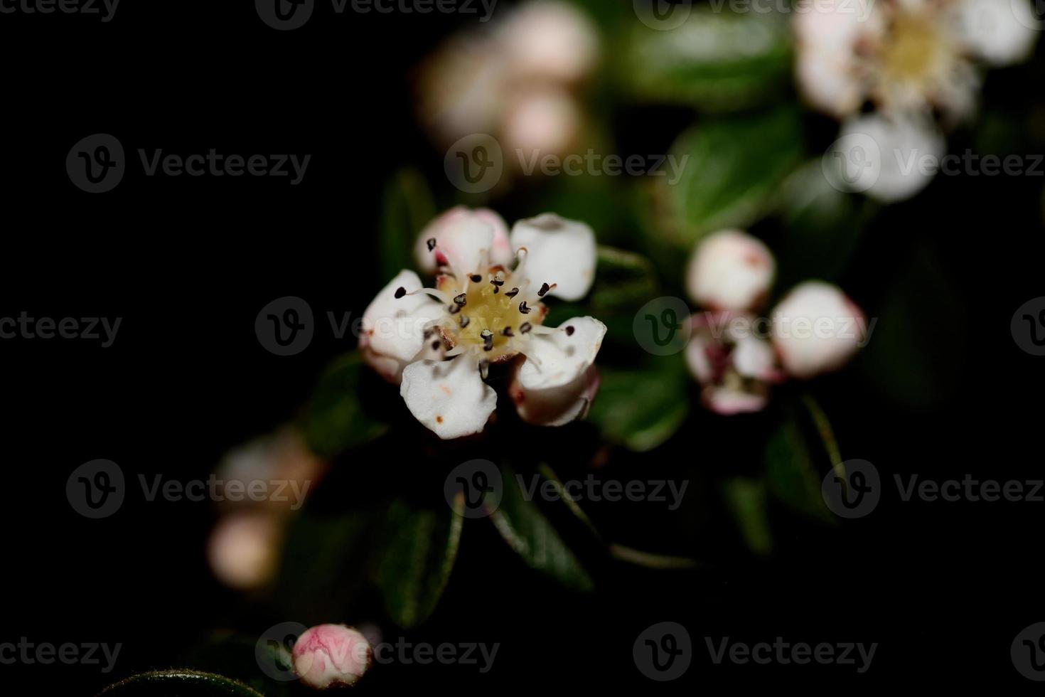 Fleur fleur close up cotoneaster dammeri famille rosaceae botanique photo