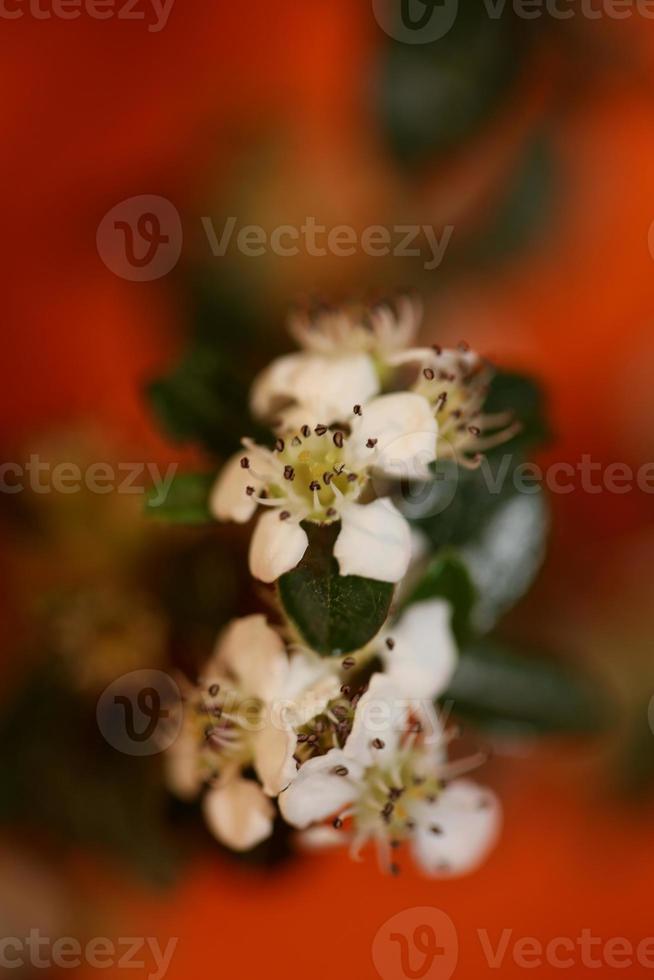 Fleur fleur close up cotoneaster dammeri famille rosaceae botanique photo