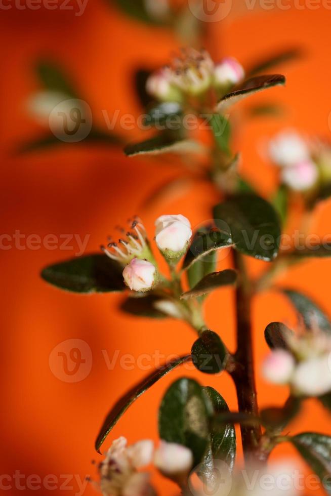 Fleur fleur close up cotoneaster dammeri famille rosaceae botanique photo