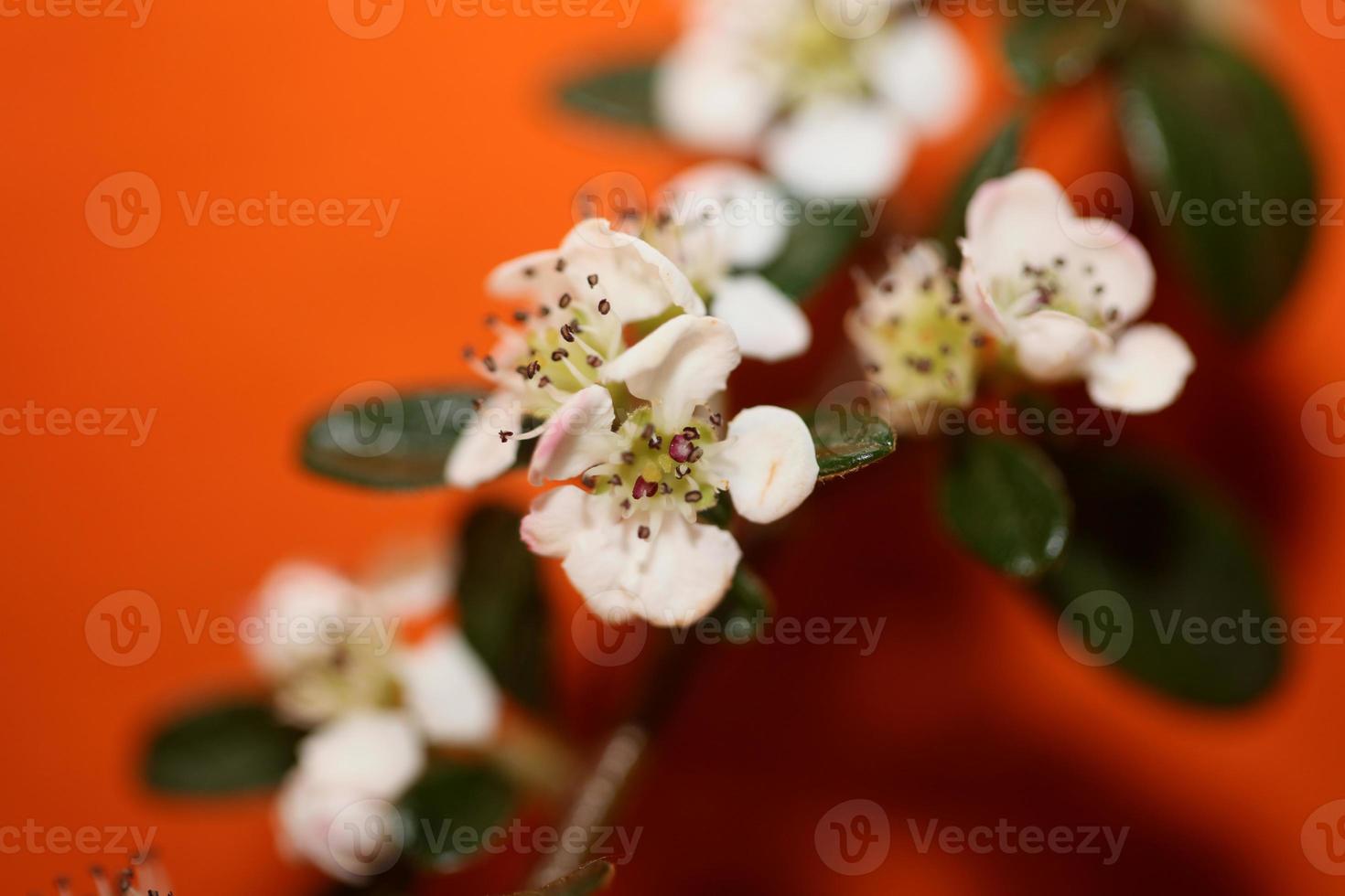 Fleur fleur close up cotoneaster dammeri famille rosaceae botanique photo