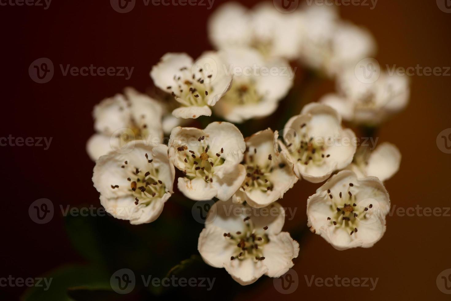 Fleur fleur close up dans la famille des rosacées crataegus monogyna macro photo