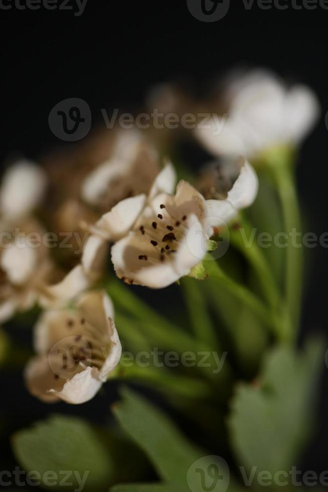 Fleur fleur close up dans la famille des rosacées crataegus monogyna macro photo