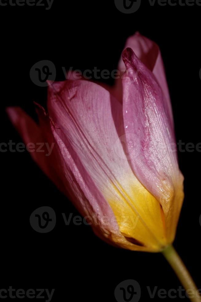 fleur fleur macro crocus vernus famille iridaceae botanique photo