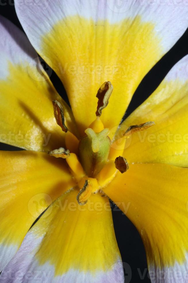 fleur fleur close up crocus vernus famille botanique iridaceae photo