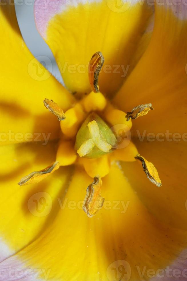 fleur fleur gros plan crocus vernus famille iridaceae impression botanique photo