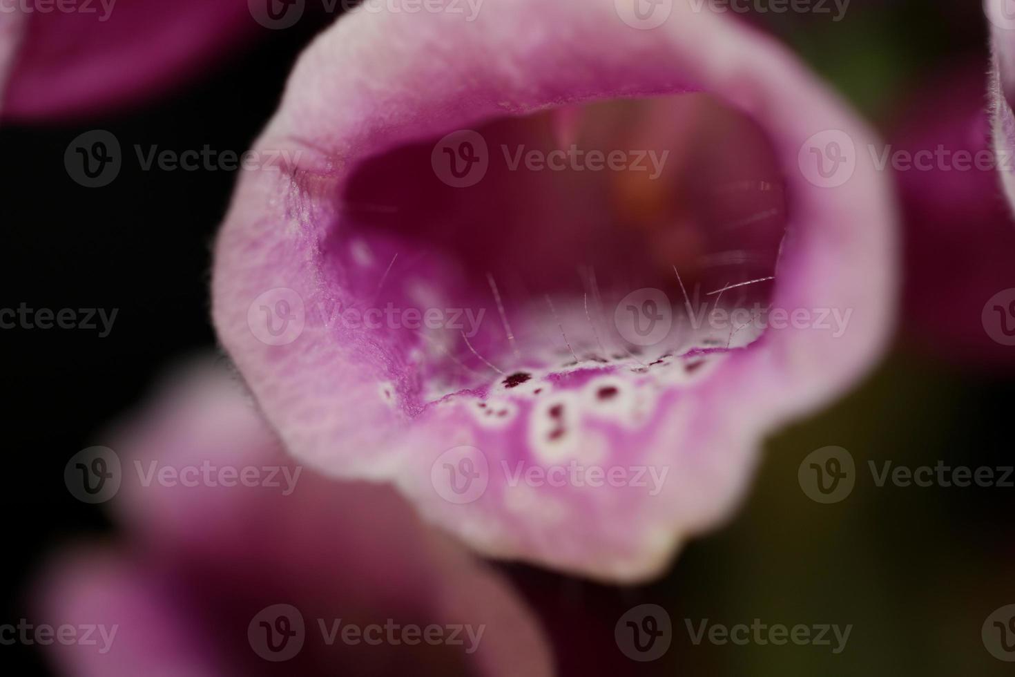 Fleur fleur close up digitalis purpurea famille plantaginaceae photo