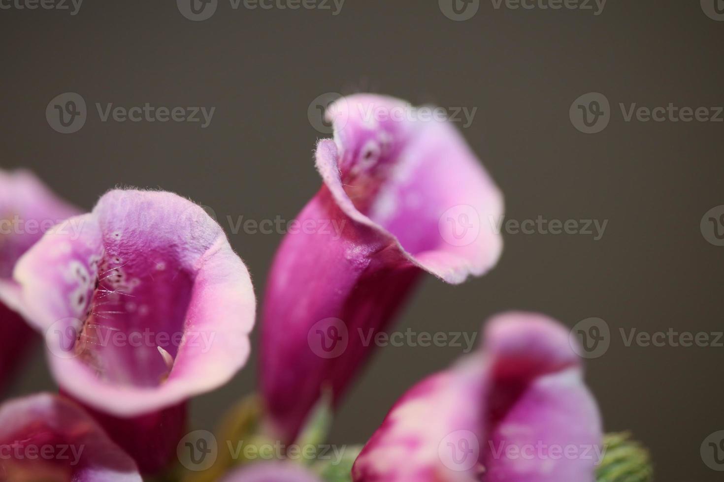 Fleur fleur close up digitalis purpurea famille plantaginaceae photo