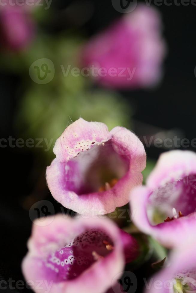 Fleur fleur close up digitalis purpurea famille plantaginaceae photo