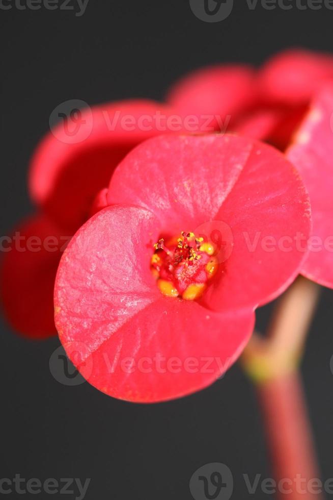 fleur close up euphorbia milii famille euphorbiaceae botanique photo