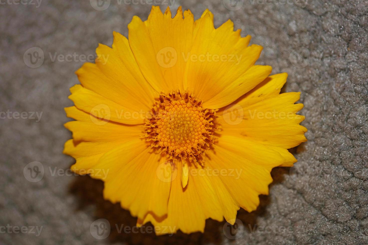 Fleur fleur botanique macro famille helianthus giganteus compositae photo