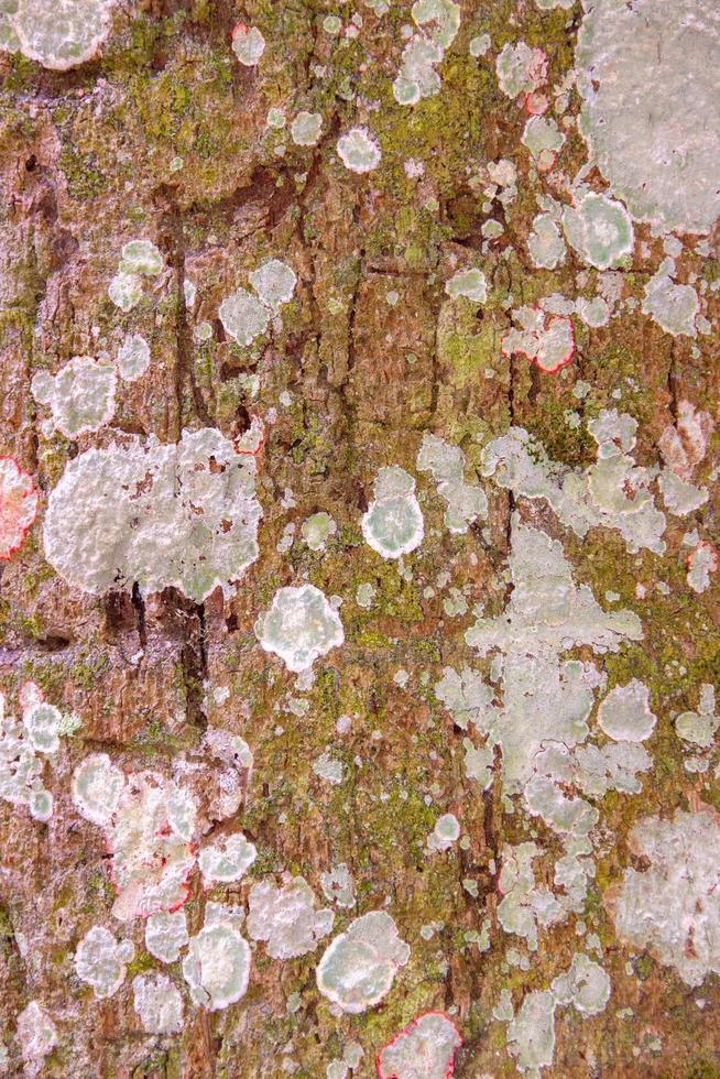 texture d'écorce d'arbre pour le fond photo