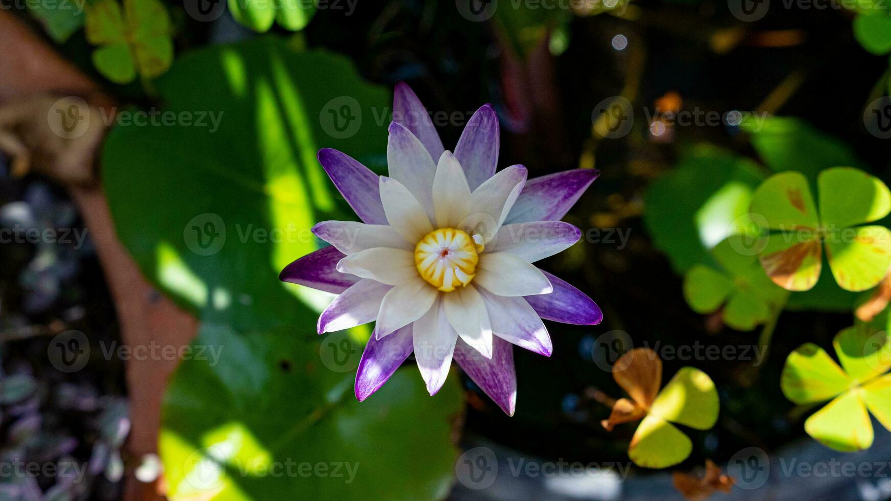 fleur de lotus qui fleurit dans l'étang photo