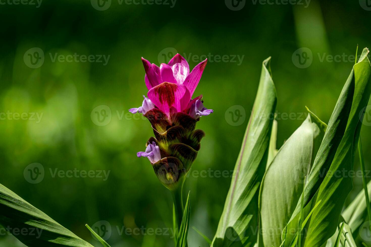 Siam tulipe fleur épanouissement dans le jardin photo