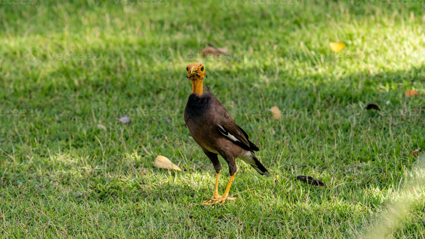 commun myna supporter sur le champ photo