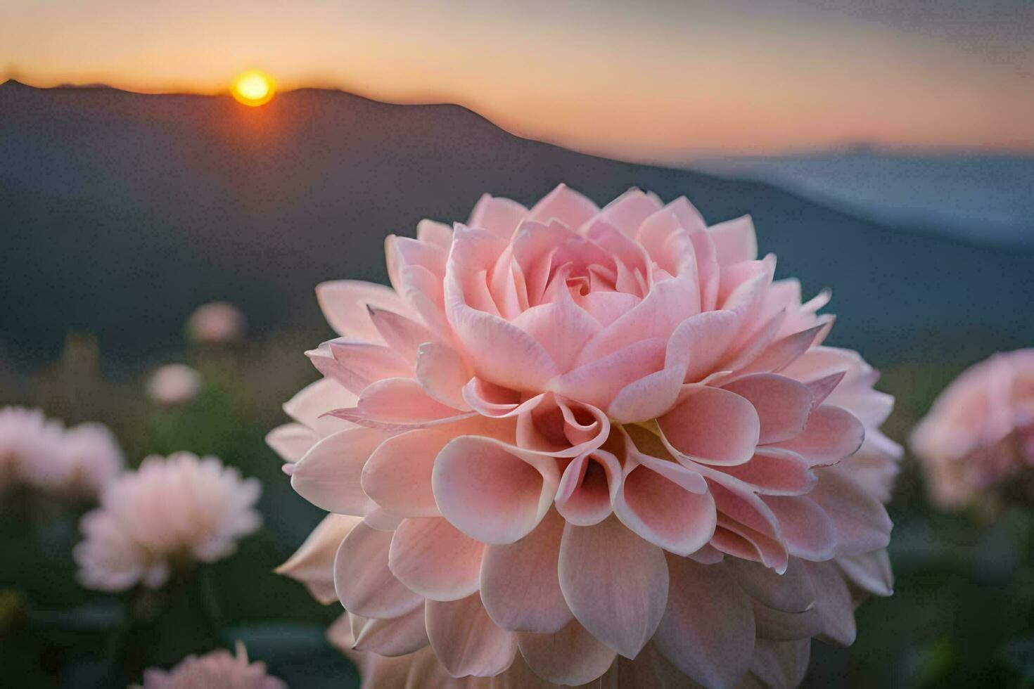 une rose dahlia fleur dans le premier plan avec le Soleil réglage derrière il. généré par ai photo