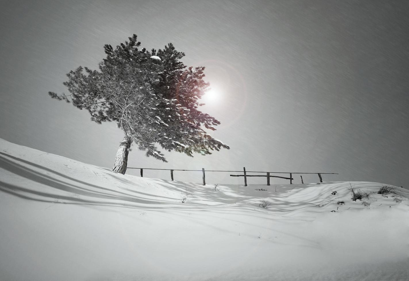 la solitude d'un arbre photo