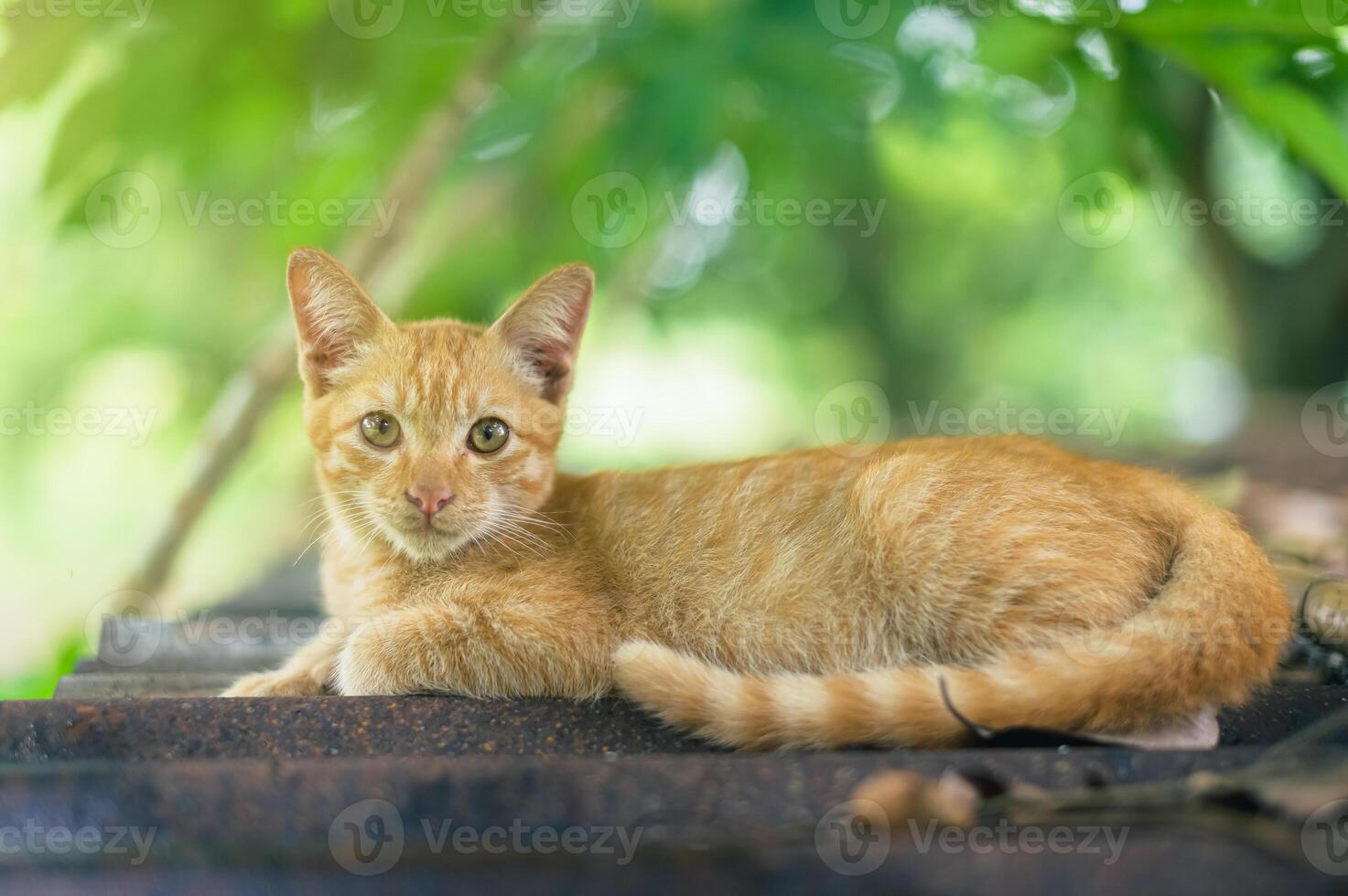 portrait de chat roux dans le jardin photo