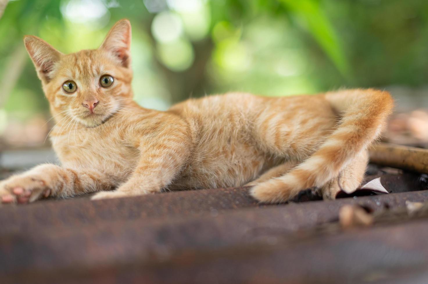 portrait de chat roux dans le jardin photo